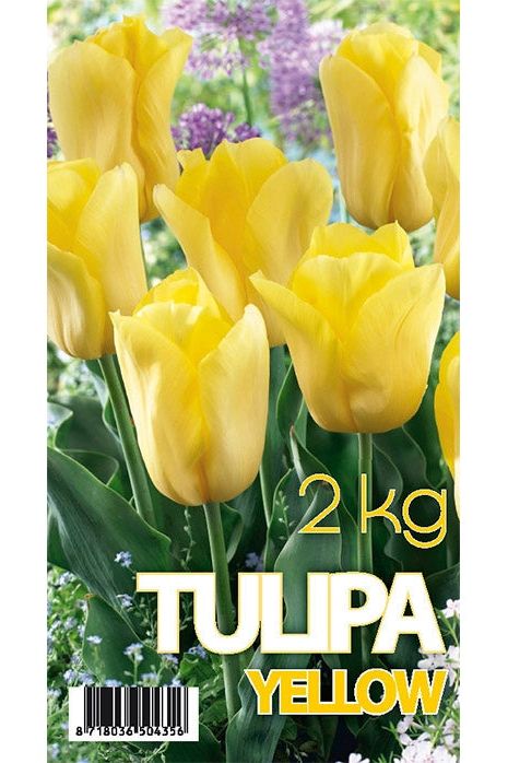 Tulpan Strong Gold 50-pakning